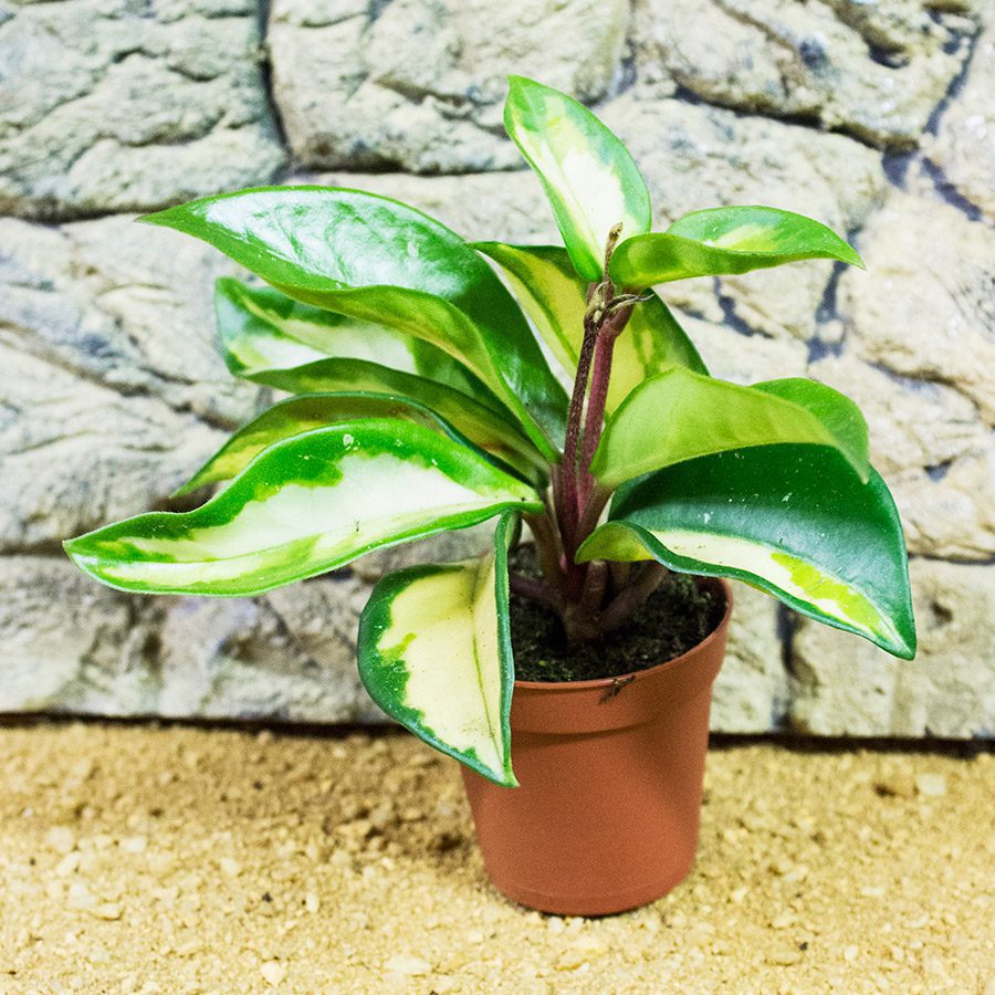 Humid Live Plants ProRep