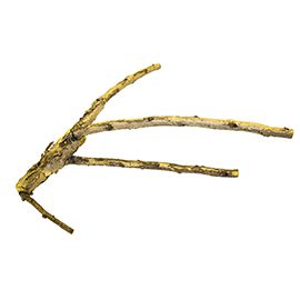 White Acacia Branch