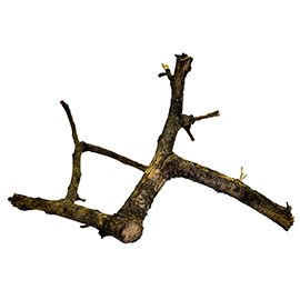 Black Acacia Branch