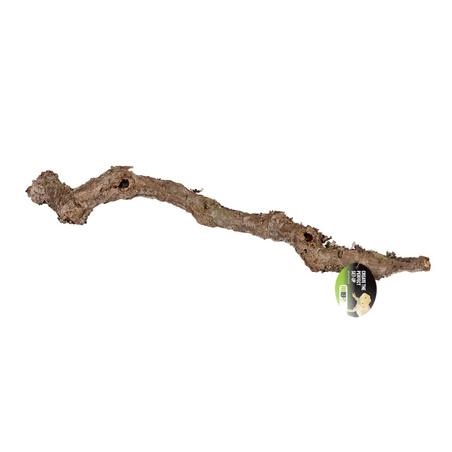 Cork Oak Branch