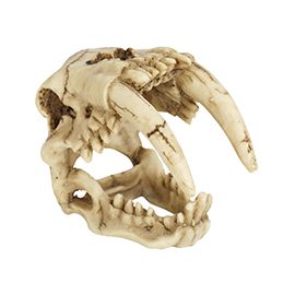 Resin Sabre-Tooth Tiger Skull