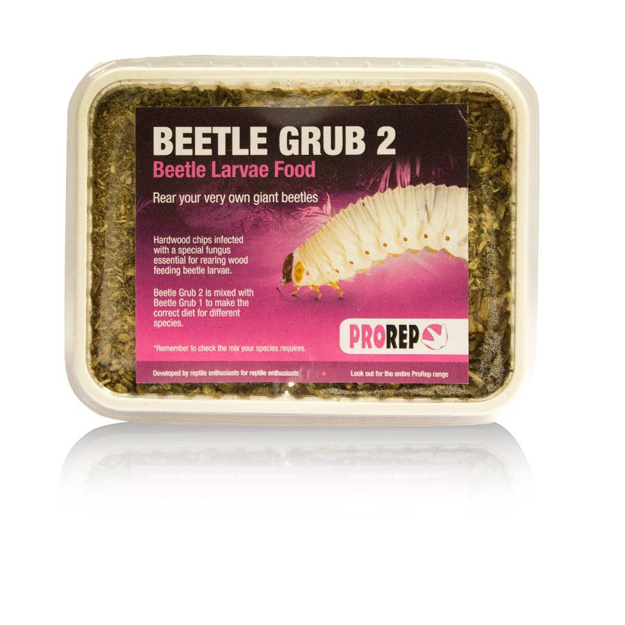 Beetle Grub