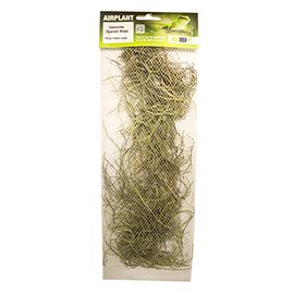 Airplant Moss