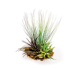 ProRep Airplants on Cork