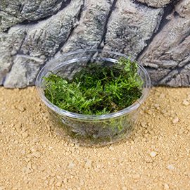 Mosses & Liverworts