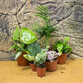 Humid Live Plants