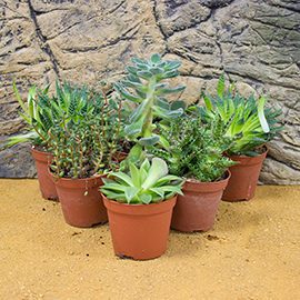 ProRep Arid Environment Live Plants