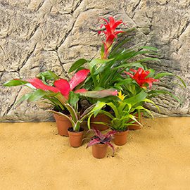 ProRep Live Plants