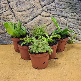 Carniverous Live Plants