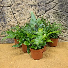 Mid Humidity Live Plants