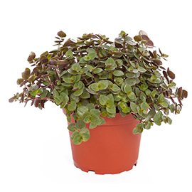 ProRep Edible Plants