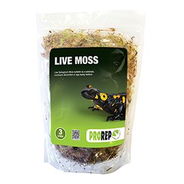 Live Moss