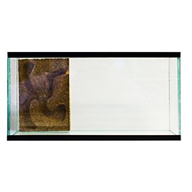Ants Nest Flat With Cork Nest Area