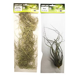 Large Airplants