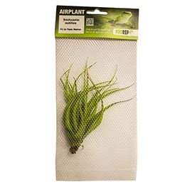 ProRep Medium Airplants