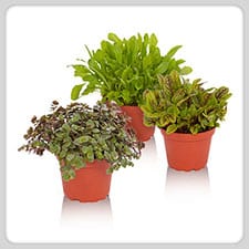 ProRep Edible Plants