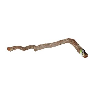 PR Cork Oak Branch, 40-60cm