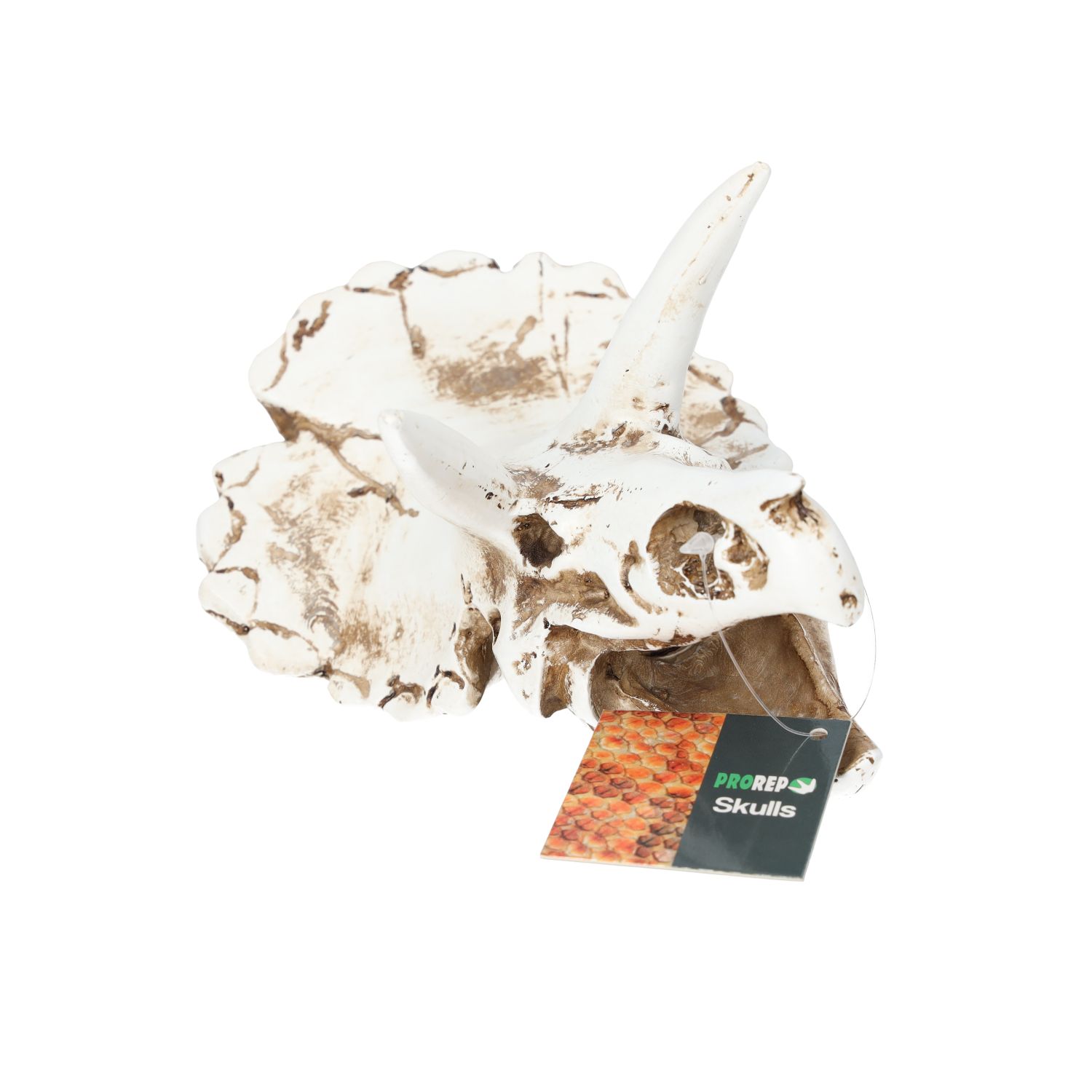 PR Triceratops Skull 17x12x12.5cm DPS035 PR Triceratops Skull 17x12x12.5cm DPS035