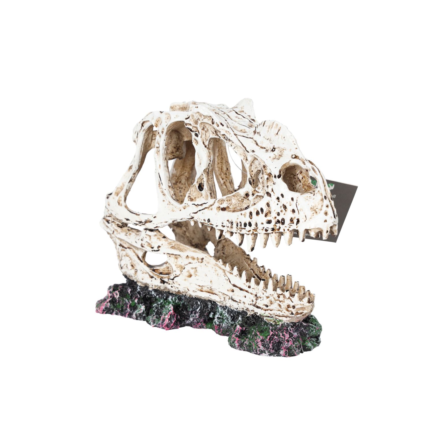 PR Ceratosuarus Skull 19x9x14cm DPS040 PR Ceratosuarus Skull 19x9x14cm DPS040