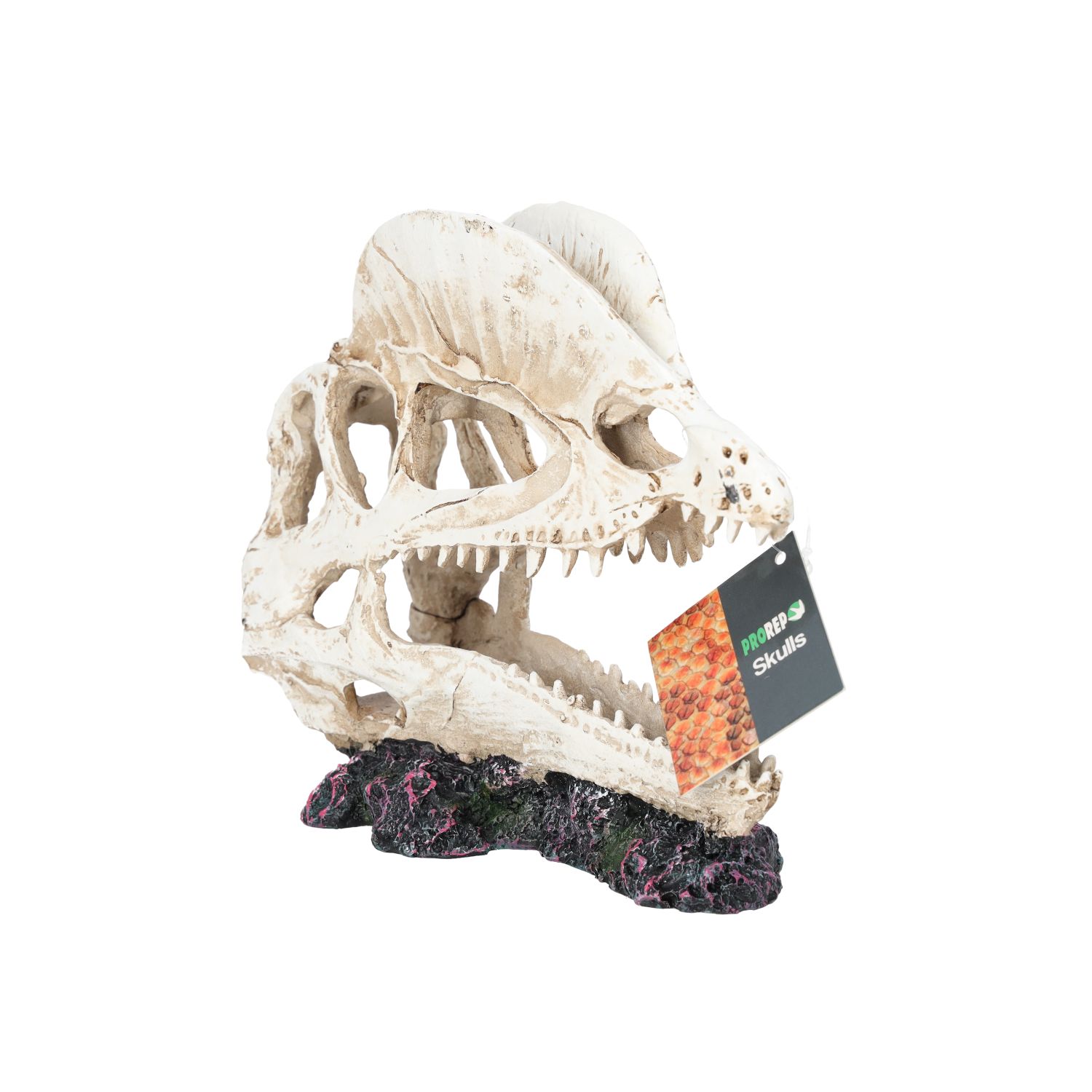 PR Dilophosaurus Skull 19x9x14cm DPS045