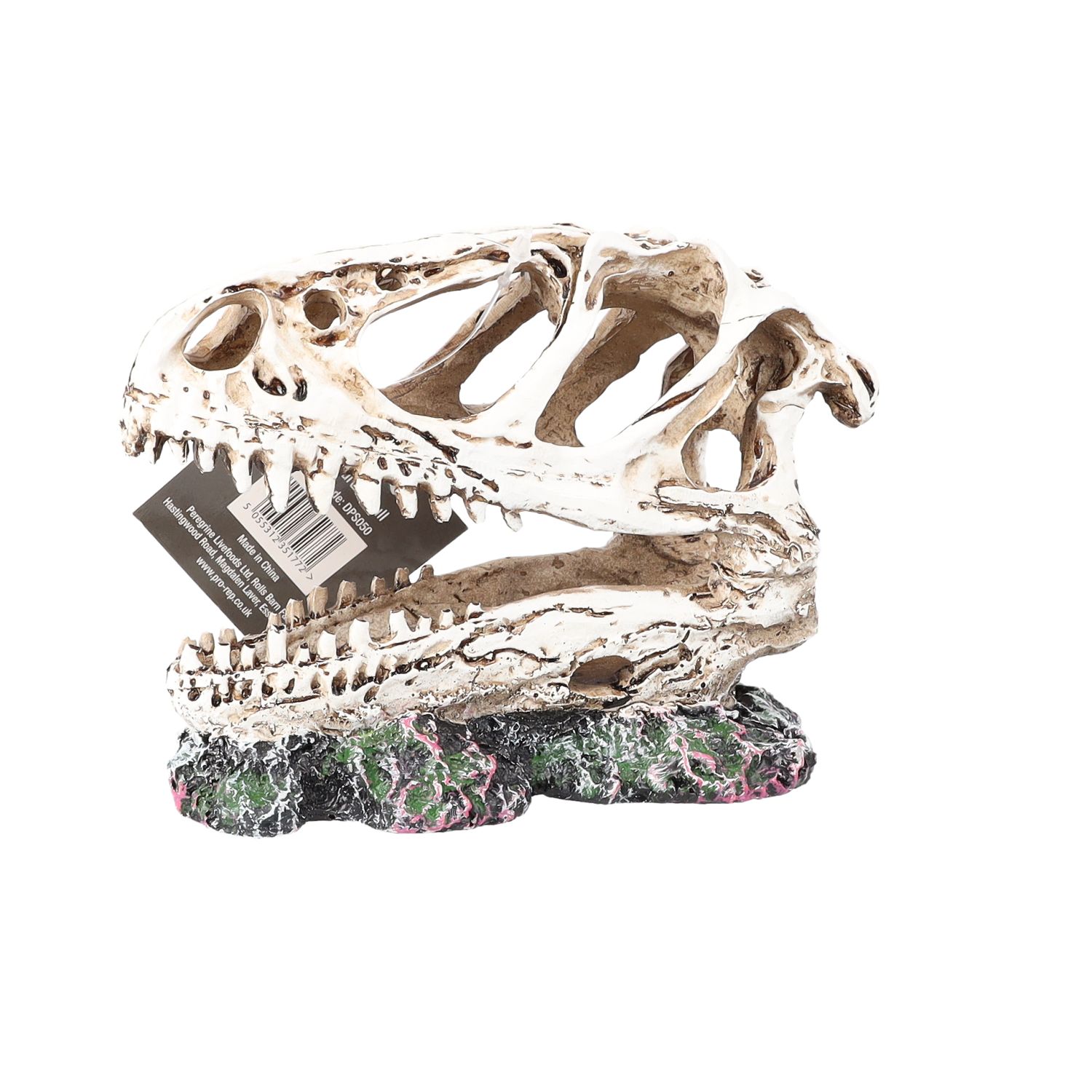 PR Allosaurus Skull 12.5x6x10cm DPS050 PR Allosaurus Skull 12.5x6x10cm DPS050