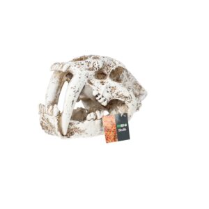 PR Smilodon Skull Lrg 26.5x14.5x15.5cm DPS055