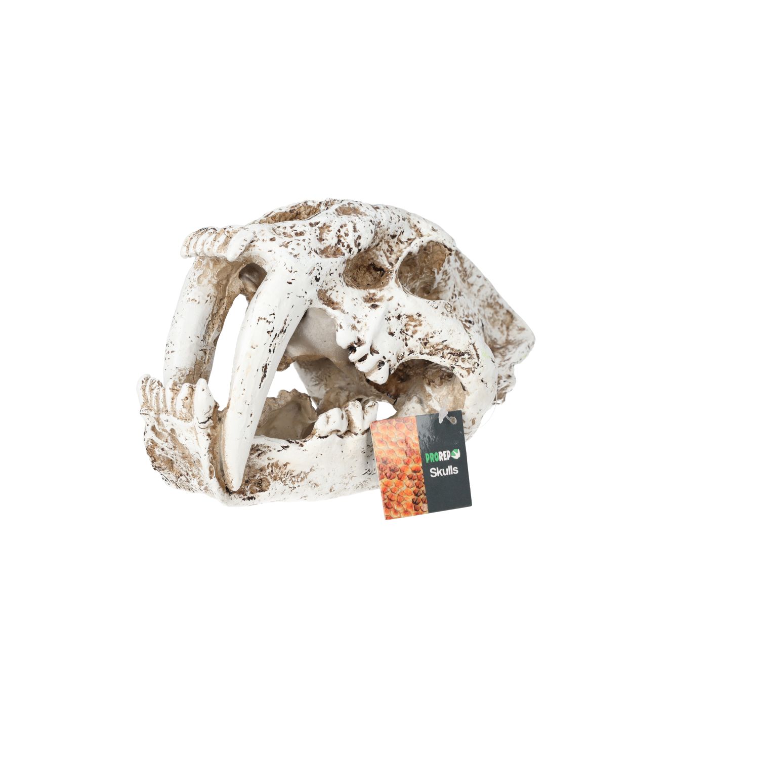 PR Smilodon Skull Lrg 26.5x14.5x15.5cm DPS055 PR Smilodon Skull Lrg 26.5x14.5x15.5cm DPS055