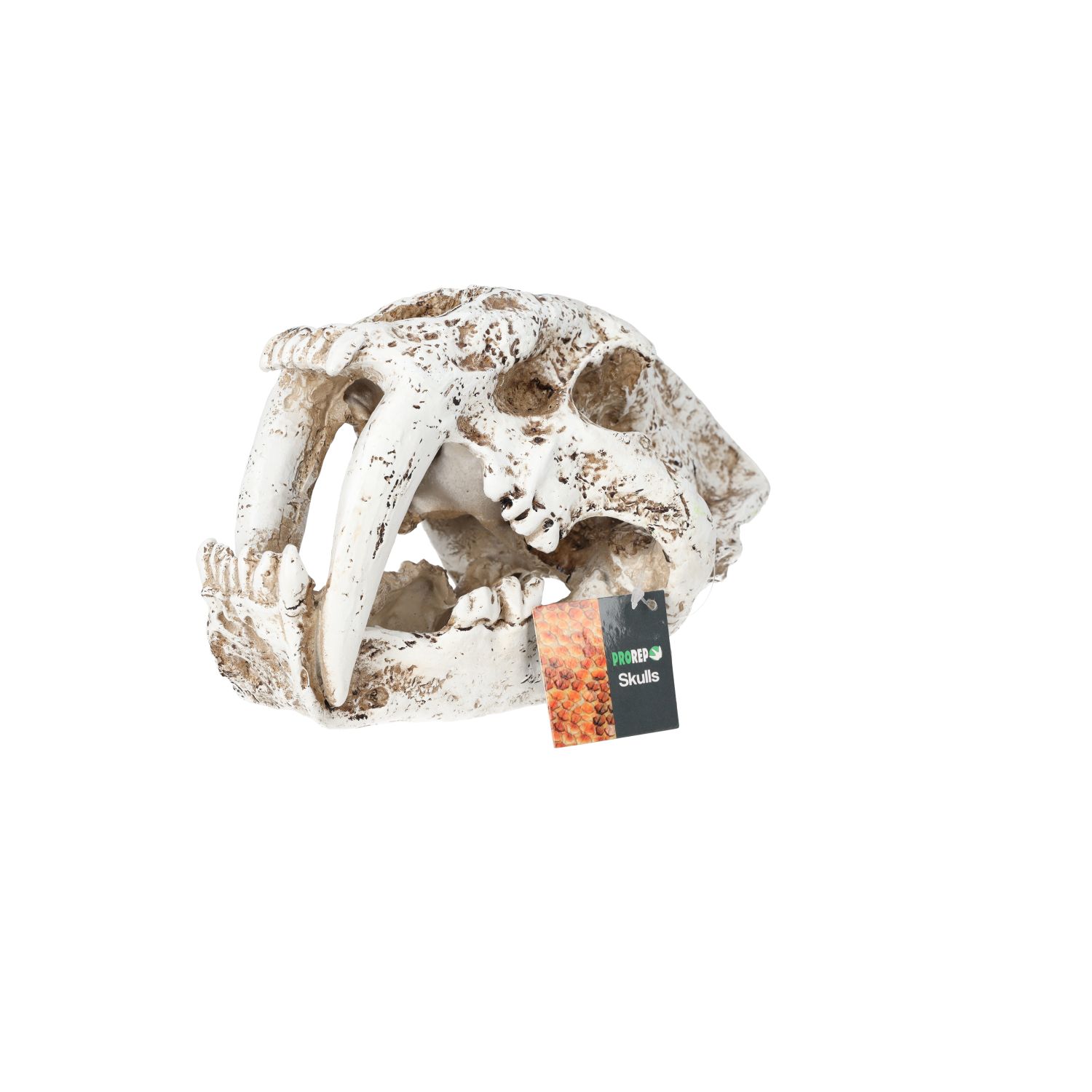 PR Smilodon Skull Lrg 26.5x14.5x15.5cm DPS055