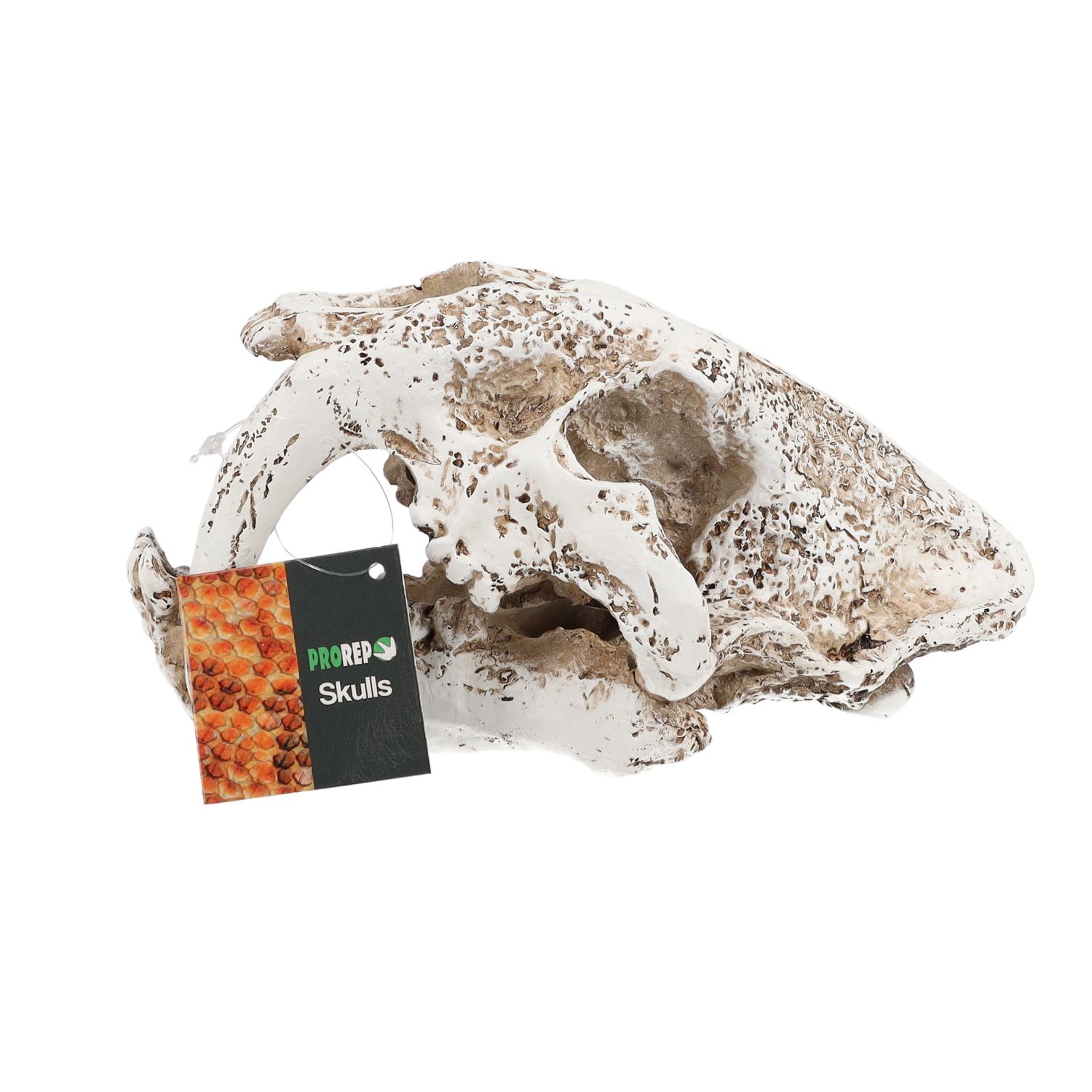 PR Smilodon Skull Med 19.5x10.5x11cm DPS060