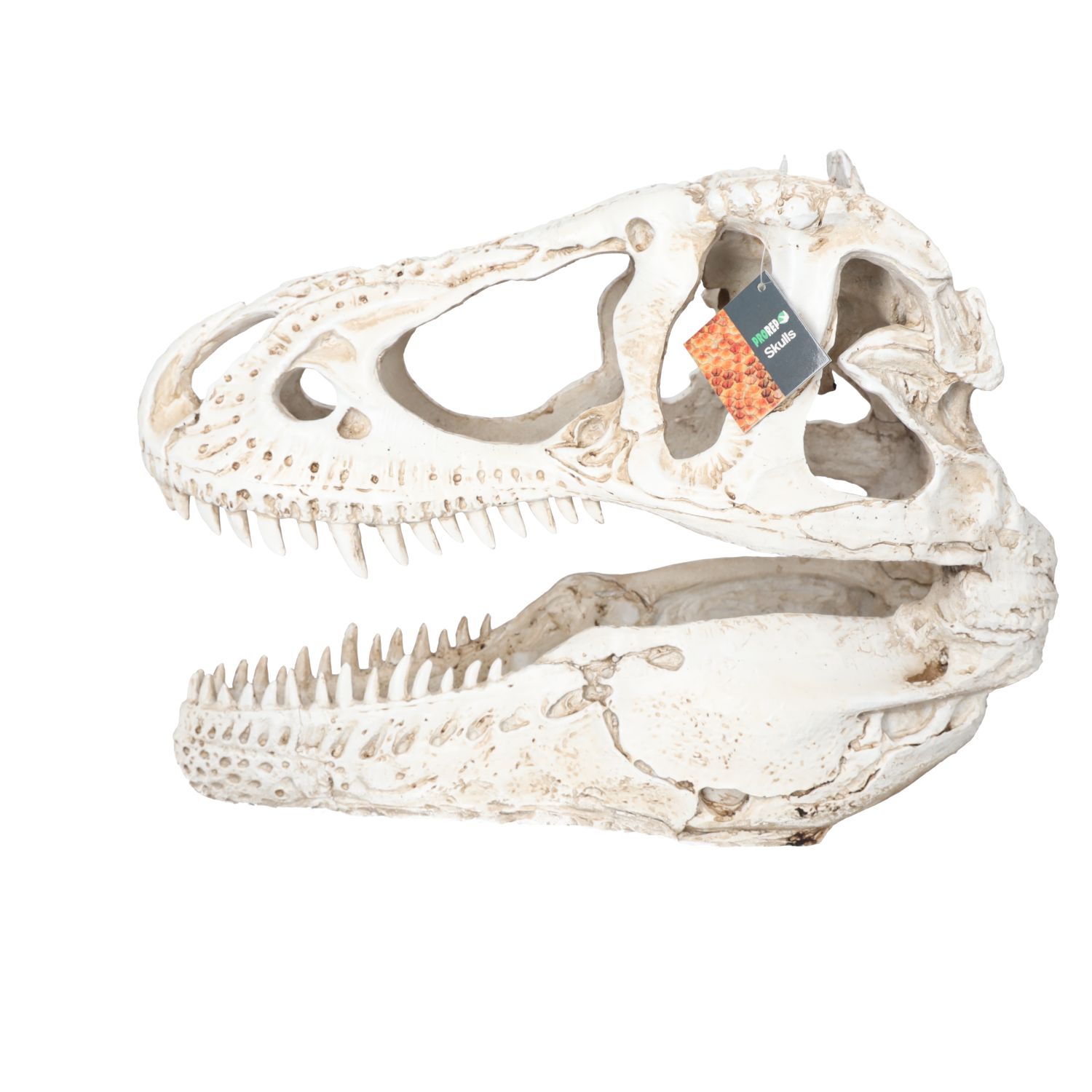 PR XL T-Rex Skull 38.5x18x28cm DPS065