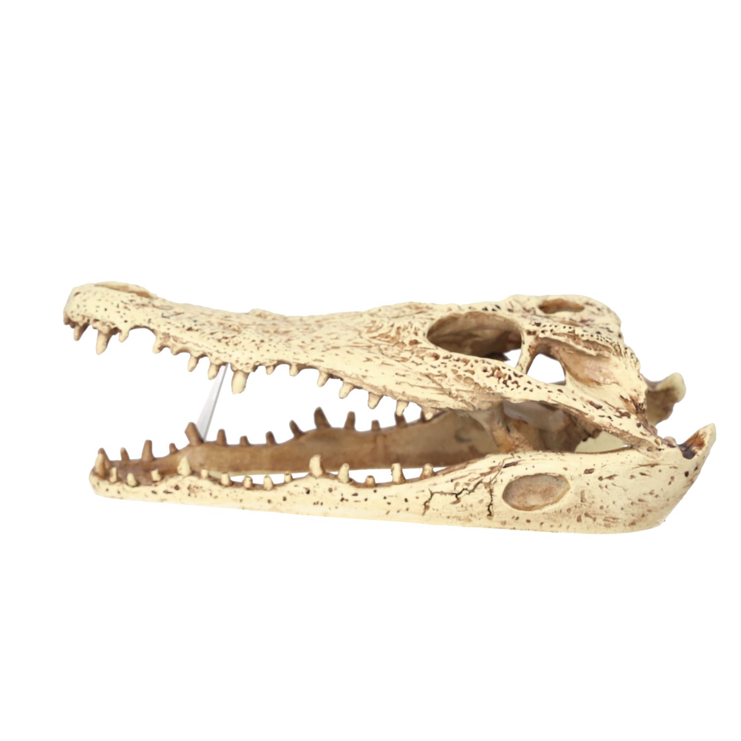 PR Crocodile Skull 24x11.5x9cm DPS070