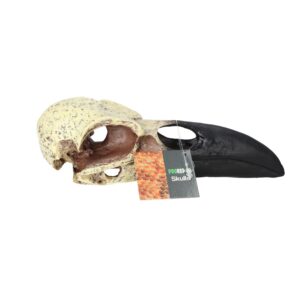 PR Corvid Skull 15.5x6.5x5.5cm DPS085
