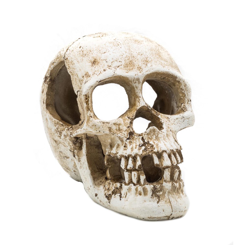 PR Human Skull 15x10x11.5cm DPS090