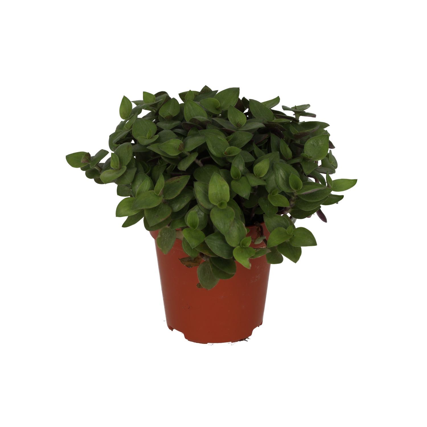 Live Food Plant. Turtle Vine (Small)