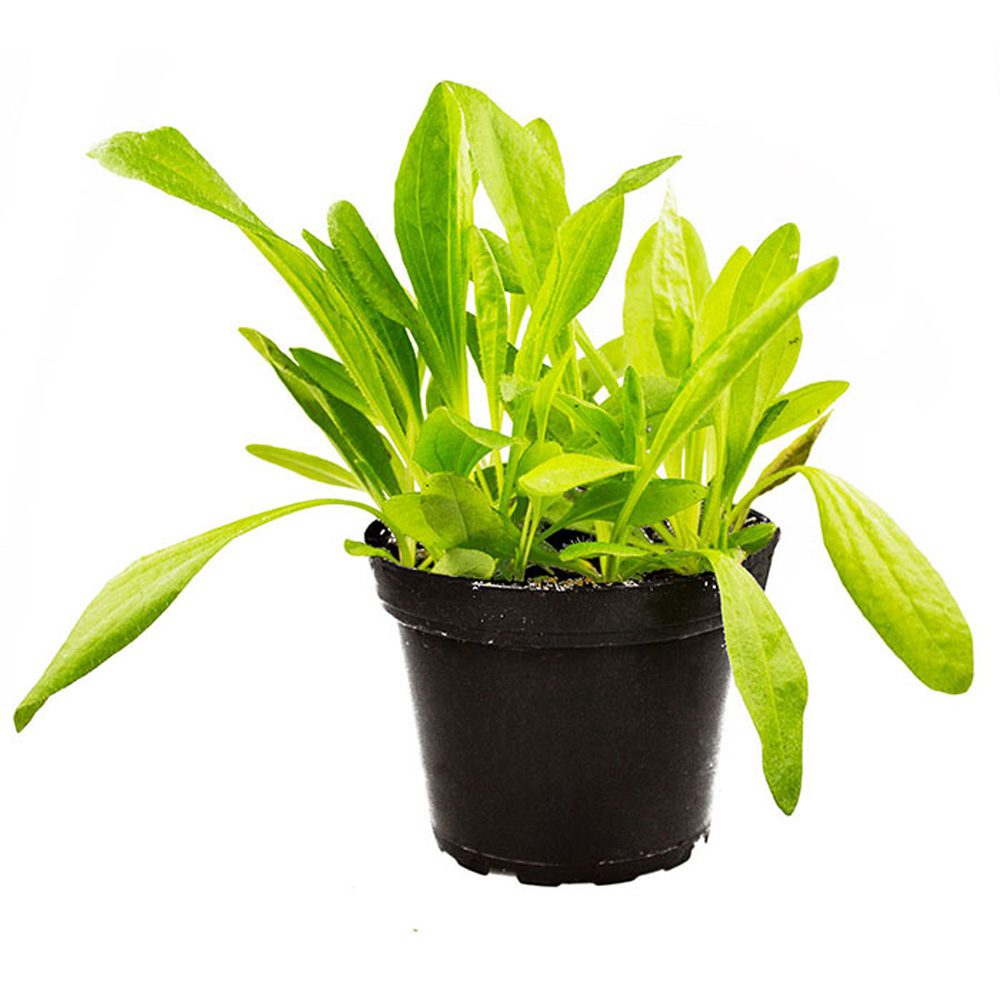 Live Food Plant; Plantain (10cm pot)