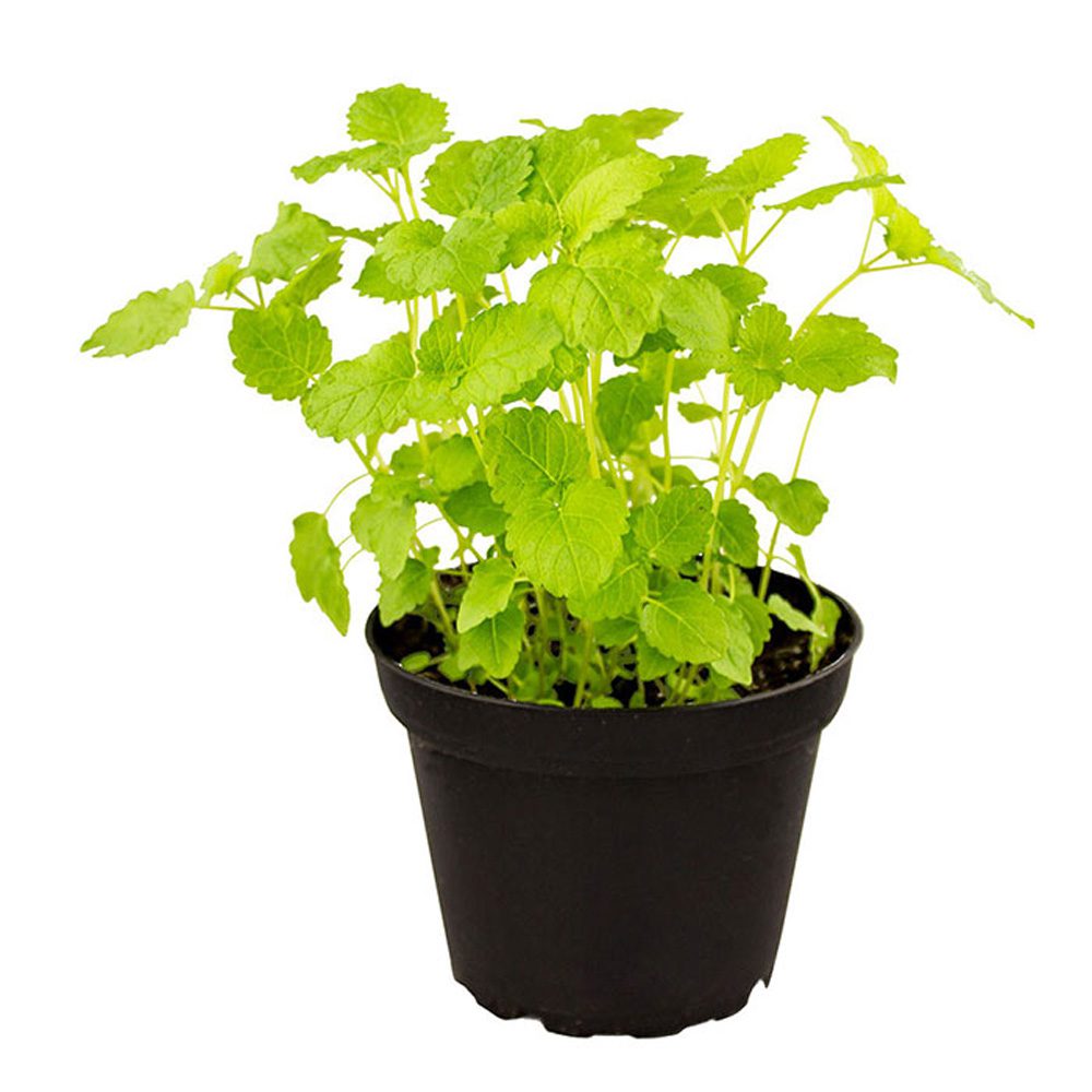 Live Food Plant; Lemon Balm (10cm pot)