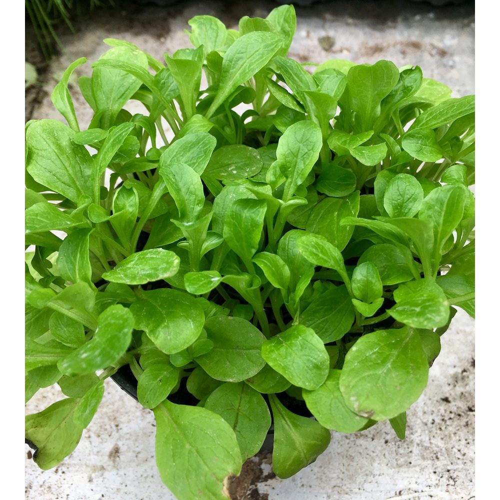 Live Food Plant; Lambs Lettuce (10cm pot)