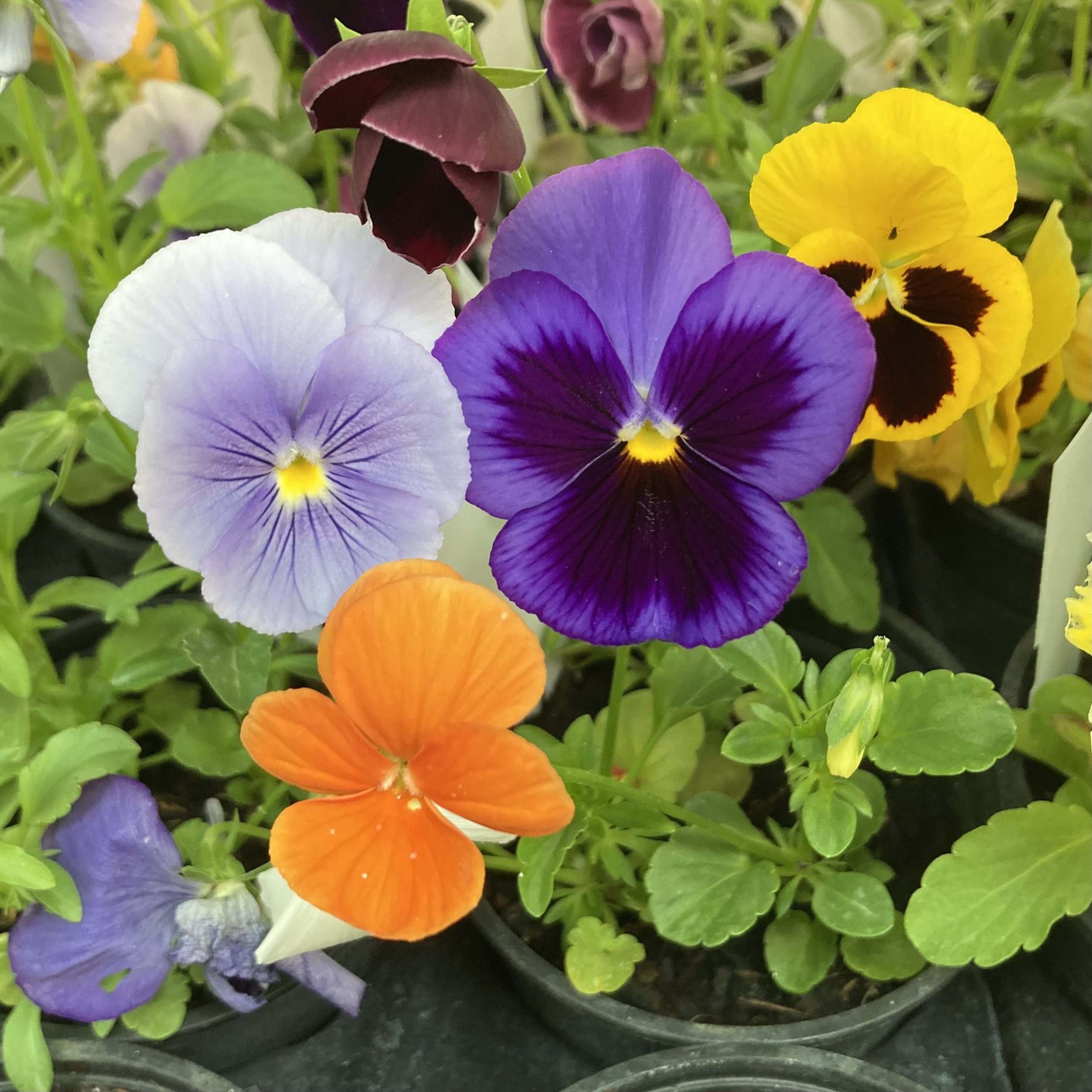 Live Food Plant. Pansy (10cm pot)