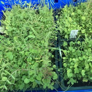 PR Live Food Plant. Living Salad Mix (Tray) *Bundle of 5*