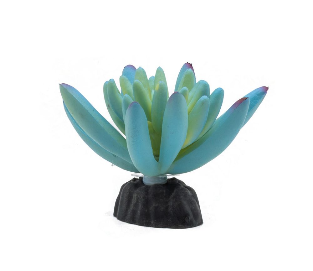 PR Sedum Plant Blue 10cm PPP211 PR Sedum Plant Blue 10cm PPP211