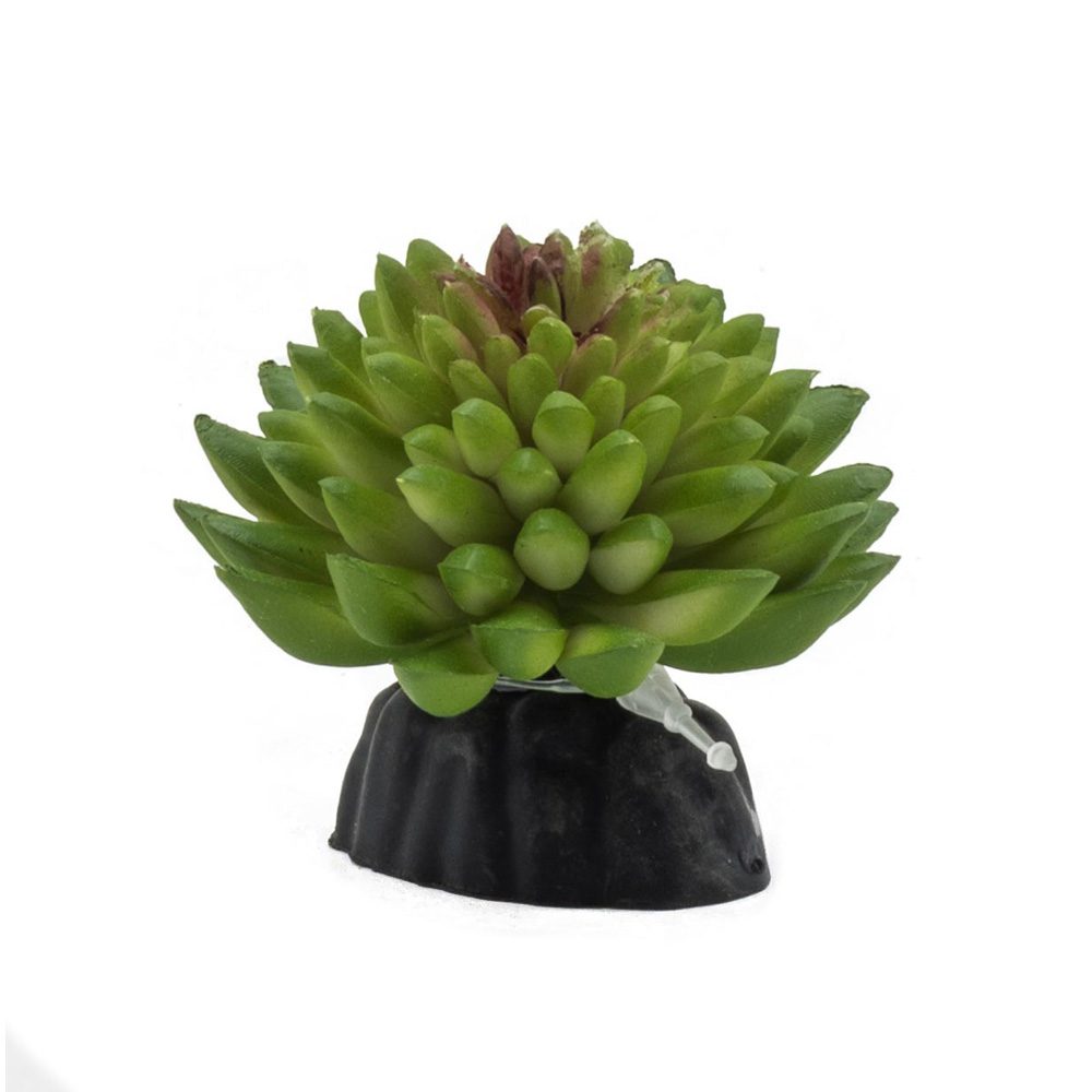 PR E Vanvlietii Plant 10cm PPP212 PR E Vanvlietii Plant 10cm PPP212