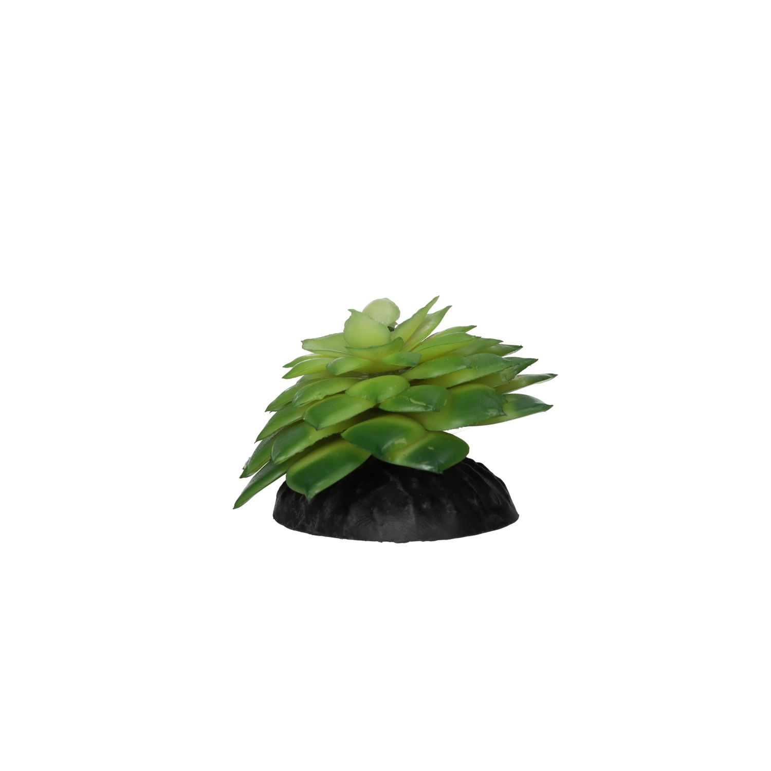 PR E Salsaverde Plant 10cm PPP214 PR E Salsaverde Plant 10cm PPP214
