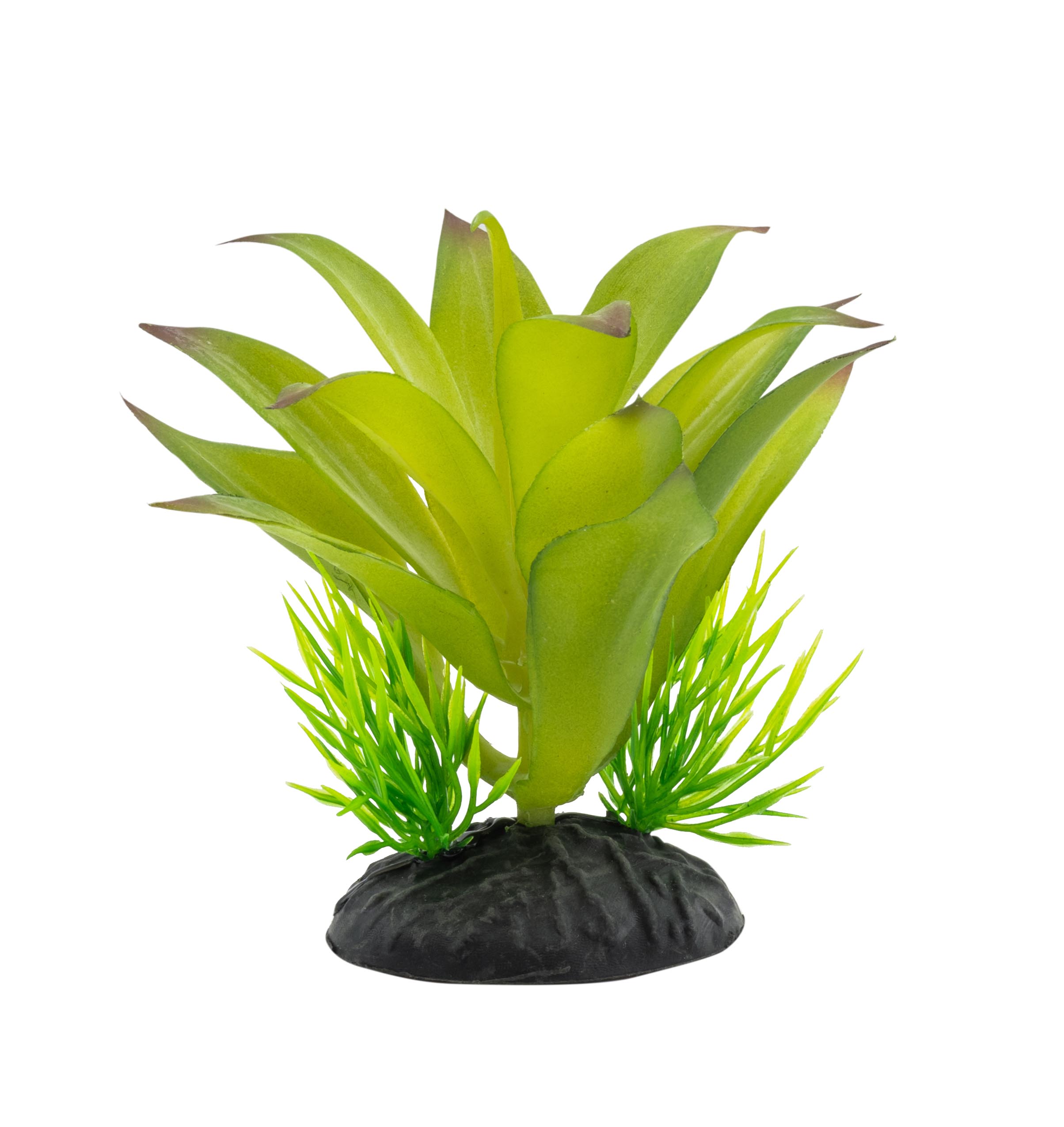 PR Sanseviria Plant 10cm PPP217 PR Sanseviria Plant 10cm PPP217