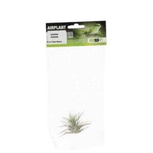 Airplant Medium Ionantha ionantha