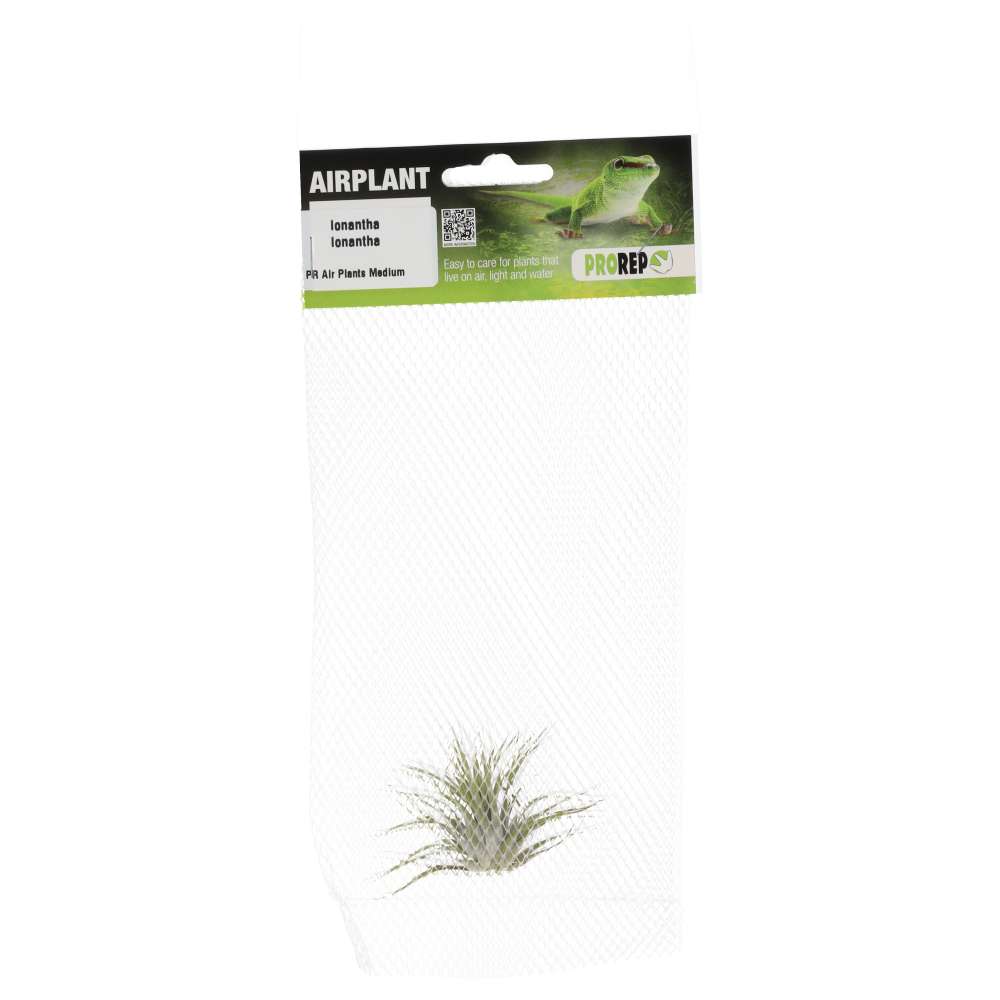 Airplant Medium Ionantha ionantha