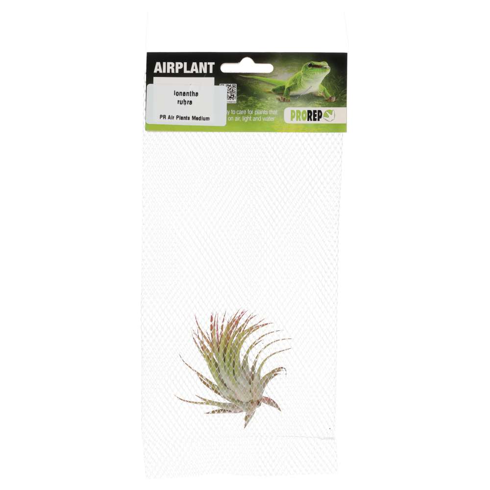 Airplant Medium Ionantha rubra