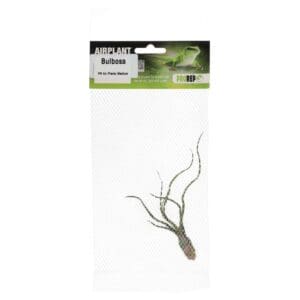 Airplant Medium Bulbosa