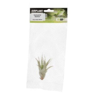 Airplant Med. Brachycaulos multiflora