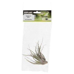 Airplant Medium brachycaulos abdita