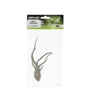 Airplant Medium Caput Medusae
